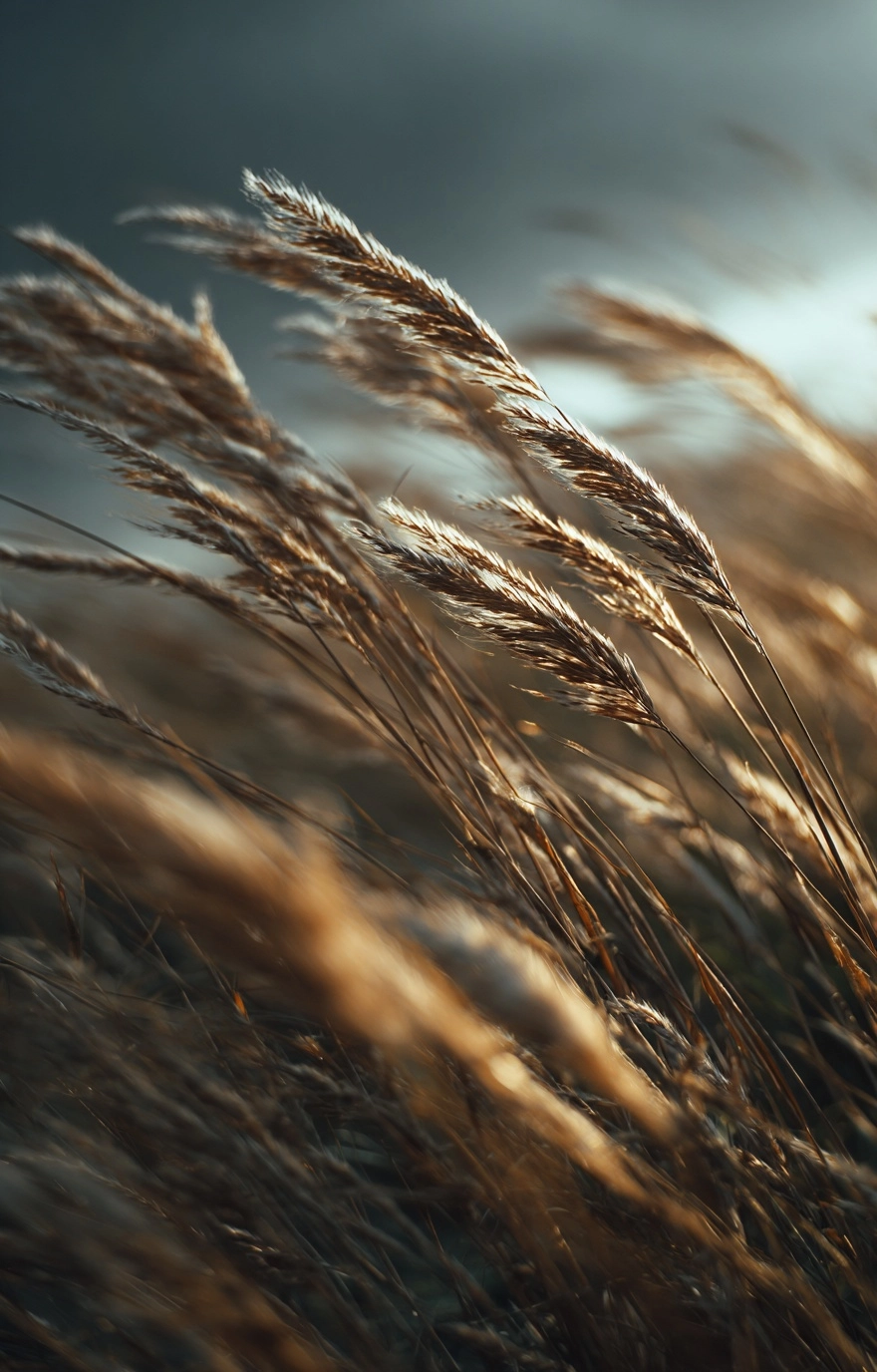 The wind blows through the grassland, causing the tall grass to sway and sway，sunlight coming throug