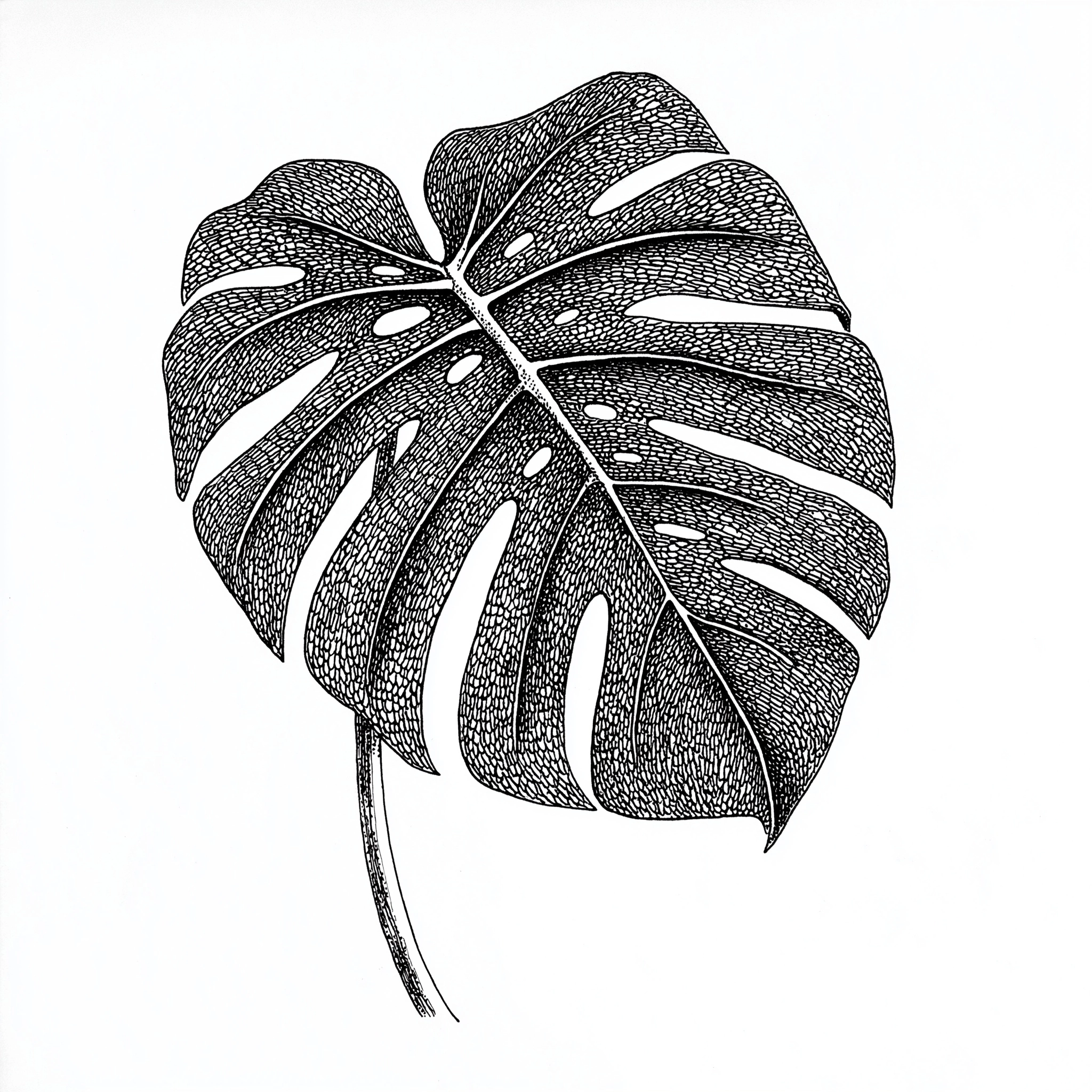 Line art drawing pen and ink of monstera deliciosa leaf
