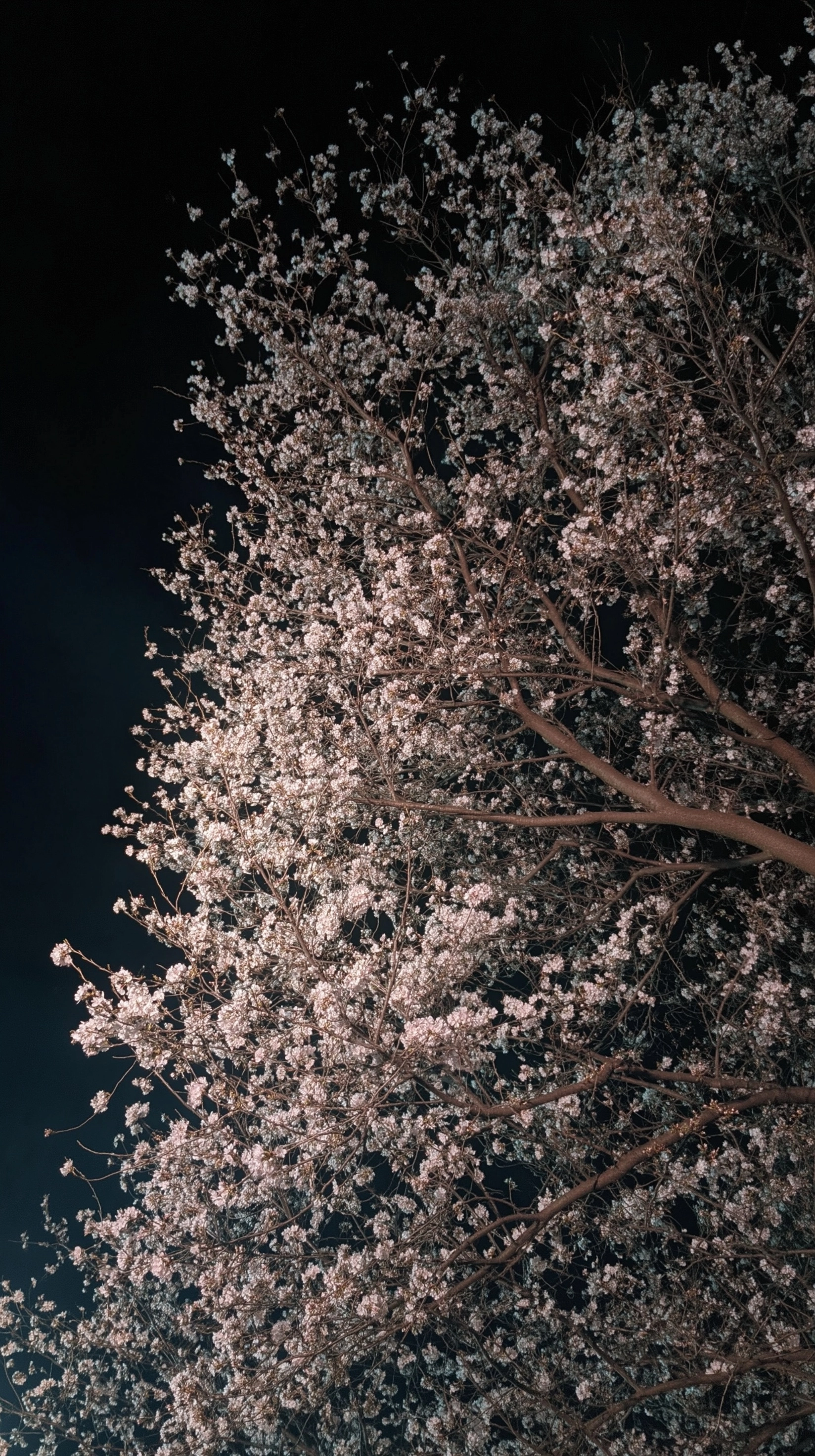 A photo of cherry blossoms at night, posted on snapchat in the style of an leica post, no filter
