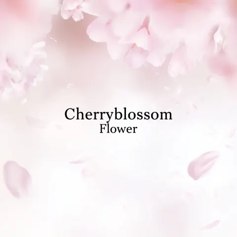 Premium cherry blossom poster, soft pink and white palette, falling sakura petals