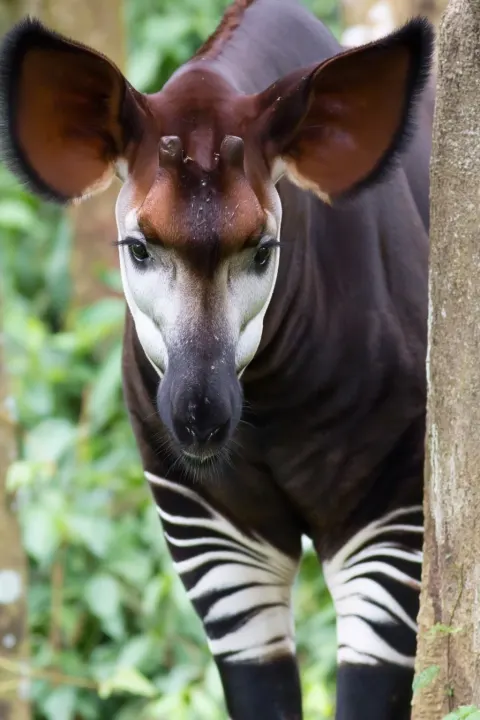 Okapi photogrpahy, bestselling cover, Okapi disappearing behind trees, only partial body visible