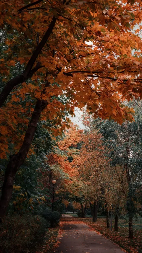 A park with trees displaying autumn foliage. [camera:eye shot]