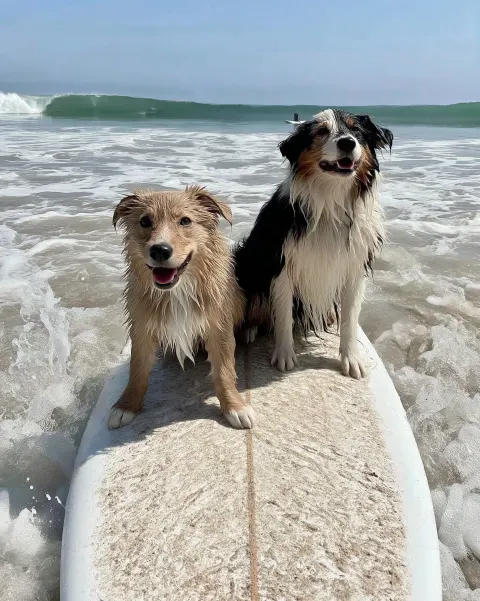 Dogs on a surfboard