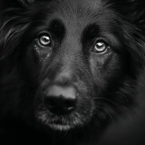 Dog,8HD