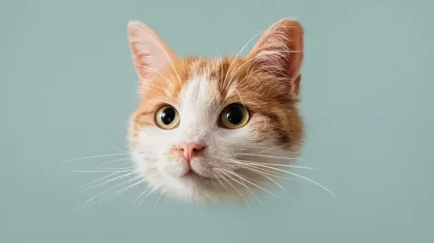 Cute Cat's head character