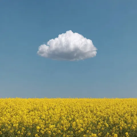 One cloud on a summers day over a field of flowers
