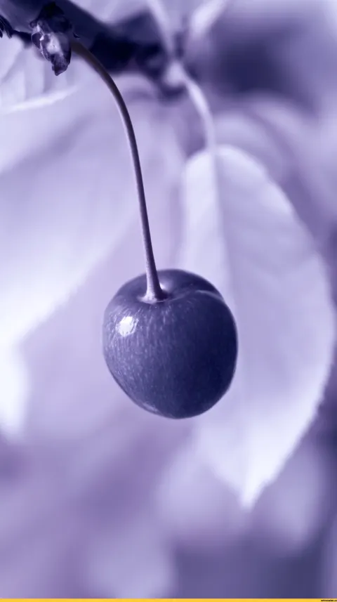 Infrared Macro Graphic of a Cherry