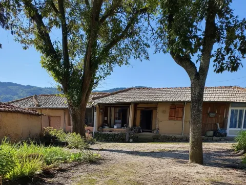 Childhood Country House with Two Persimmon Trees