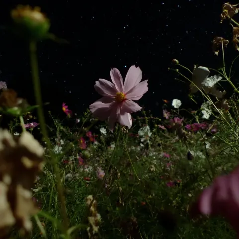 Cosmos