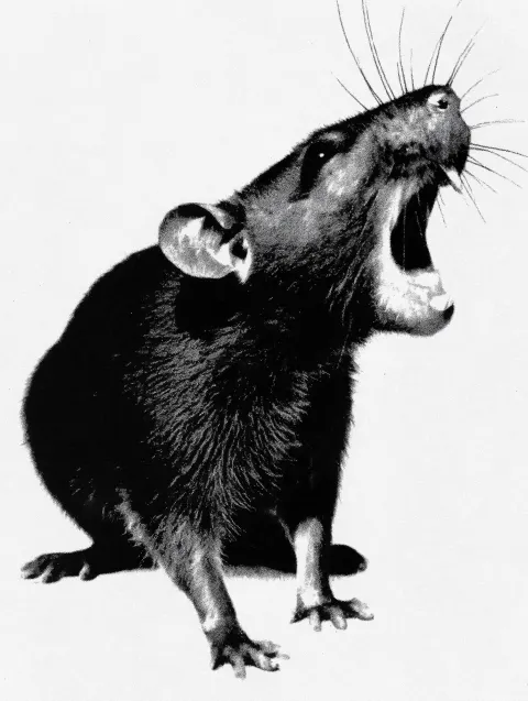 Feral rat hissing, gritty photography studio background