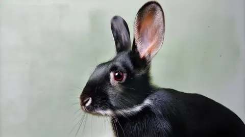 Rabbit