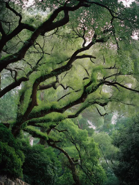 Green trees branches, photo