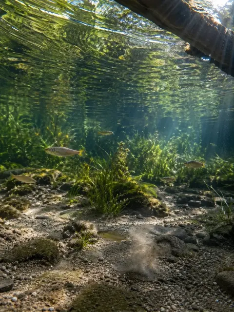 Underwater Forest Stream Photography