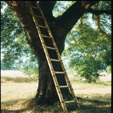 Bamboo Ladder on Oak in Stark Film Contrast
