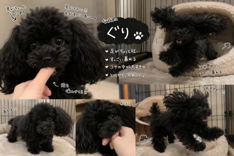 Cute Black Toy Poodle Collage