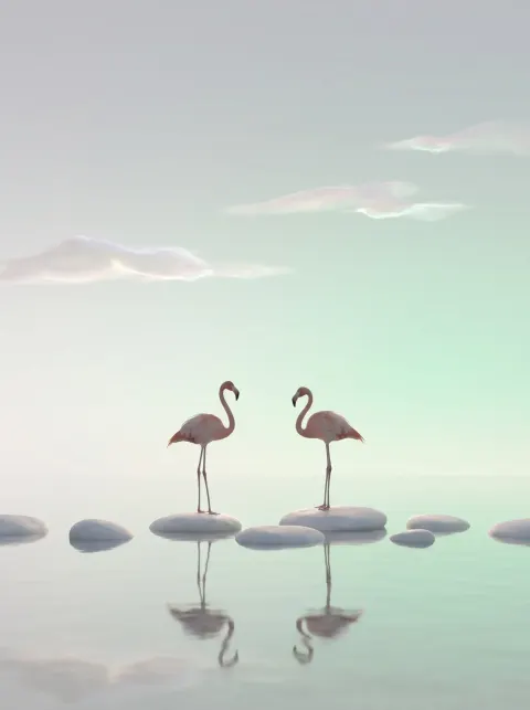 The two idle flamingos stand still on a smooth, light pebble, surrounded by clear, soft, silky waters.