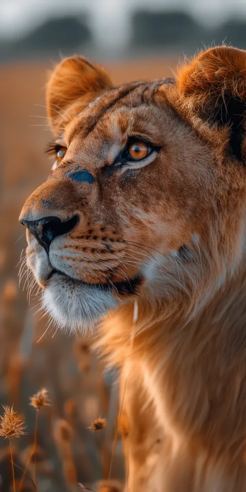 Lion Side Profile Serengeti 3D Photo