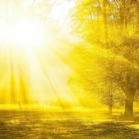 Striking Yellow Scene in Crisp Sunlit Contrast