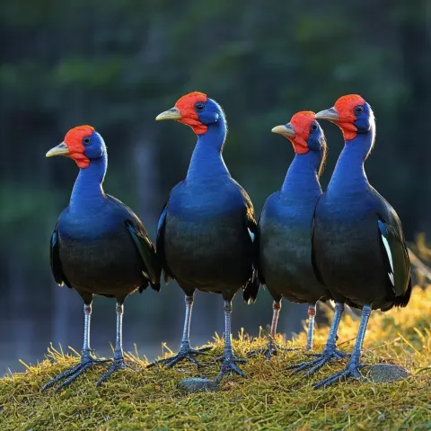 Pukeko Flock in Golden Bay 3D