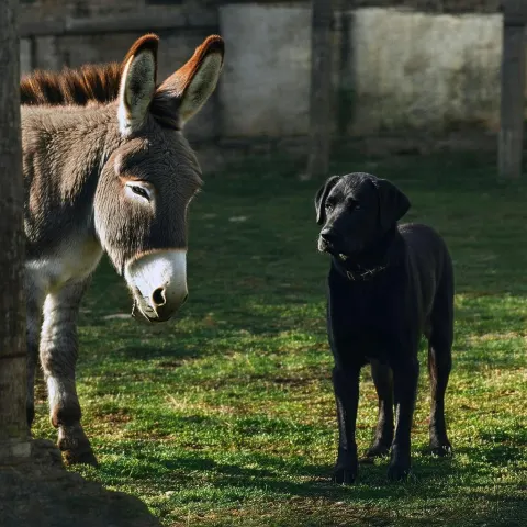 Black Labrador And Donkey In Moody Light