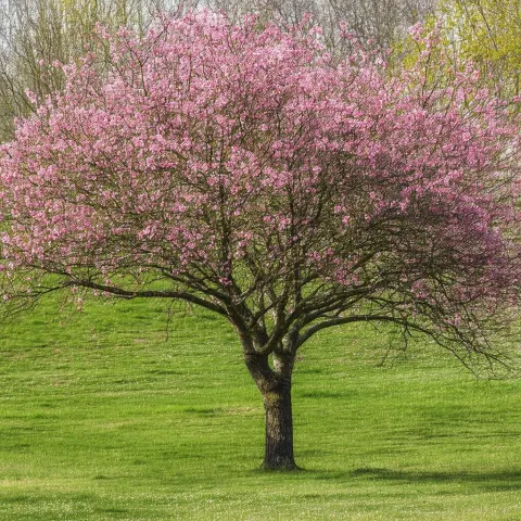 Storyboard of a Grand Pink Blossom Tree