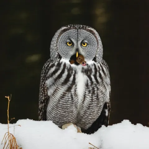 Great Gray Owl With Prey on CineStill