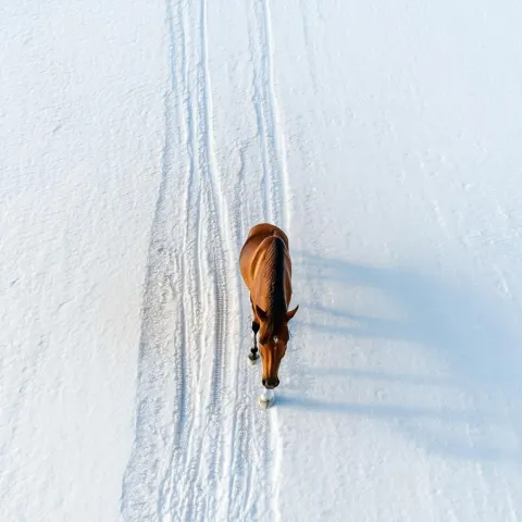 Overhead Cinematic Horse on White Backdrop