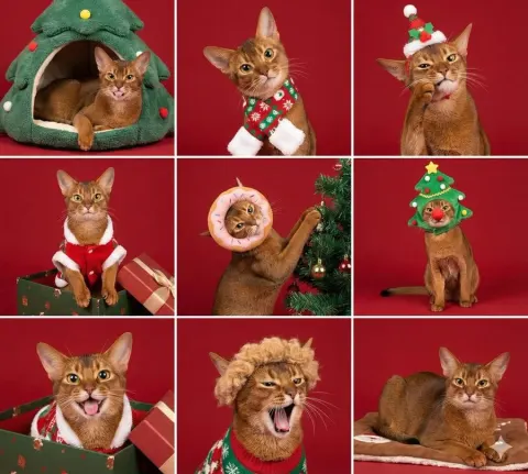 9-Panel Christmas Pet Dress-up
