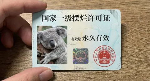 National First-Class Slack许可证, Close-up of Koala ID Card