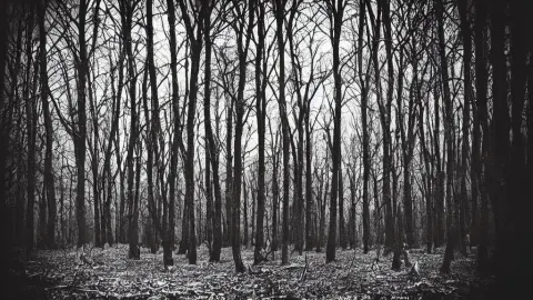 “dark Gritty Quiet Deserted Forest Surrounded by Brutalistic Buildings”