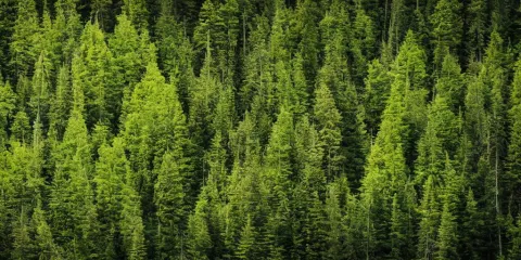 National Geographic Photograph of a Mountainous Forest Landscape