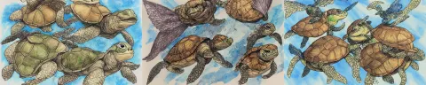 Greek Turtle with Wings