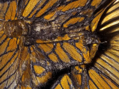 Close Up Macro Shot of a Beautiful Insect