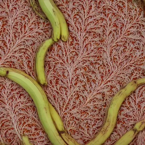 Fractal Bananas That Grow Like Coral