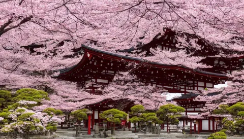 Shinto Temple in the Midst of a Sakura Garden