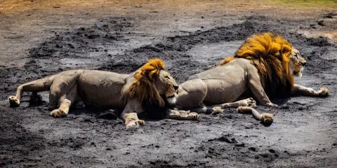 Lion Made of Tar Bathing Inside the Tar Pit