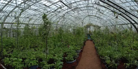 Interior of Experimental Greenhouse