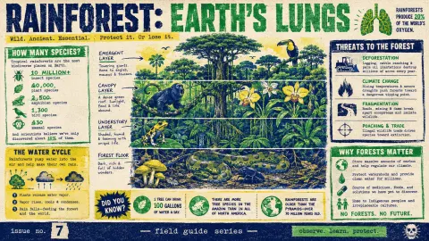 Risograph Zine Rainforest Infographic