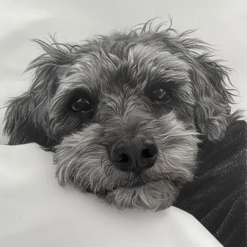 Pencil Terripoo Portrait