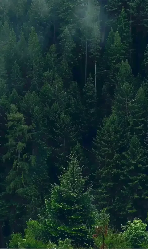 Forest Aerial View - Realistic