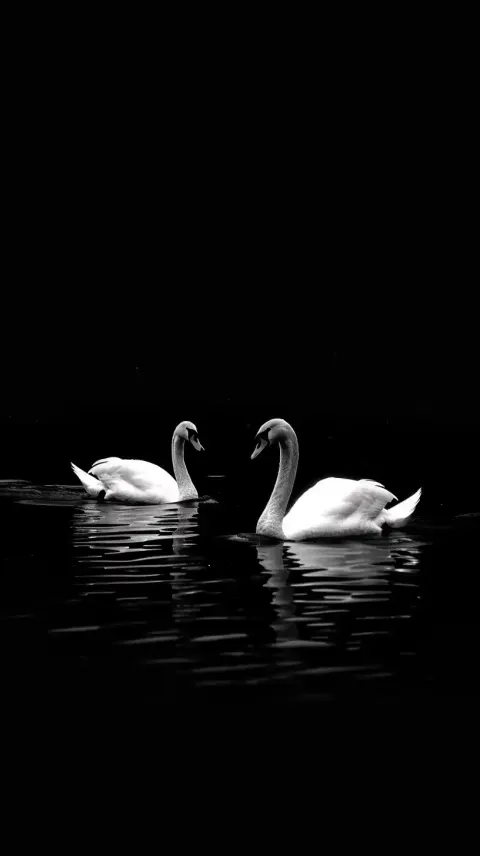 Chiaroscuro Swans Crossing Water
