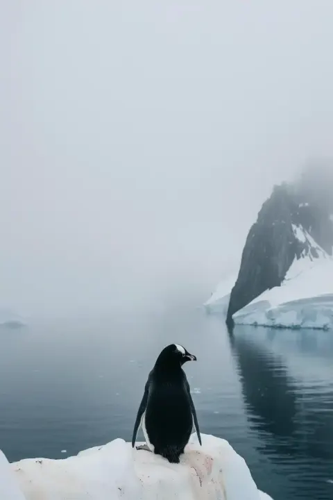 Isolated Arctic Animal Stylized