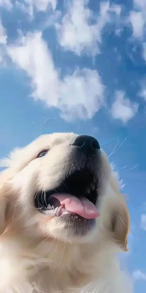 Cartoon Puppy Sky Portrait