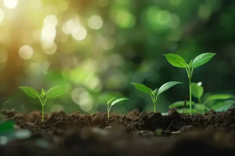 Careful Stick Planting