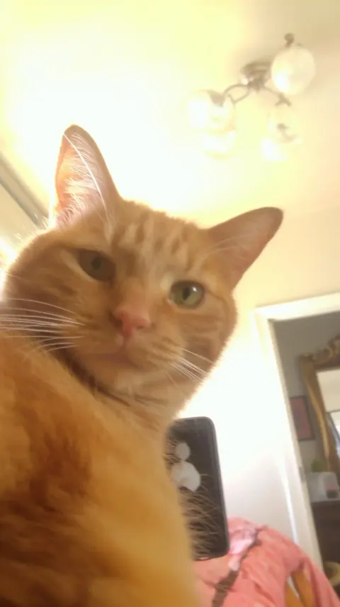 Raw Phone Cat Portrait