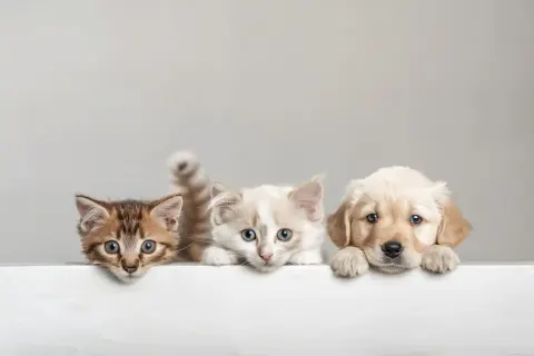 Peeking Pets Tabletop Illustration