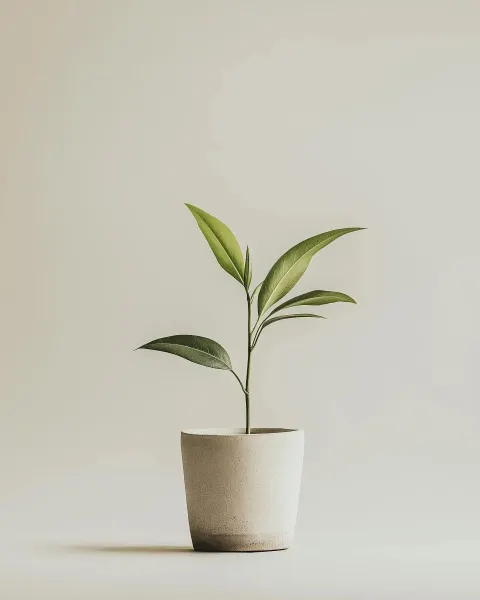 Minimalist Flower Pot Design