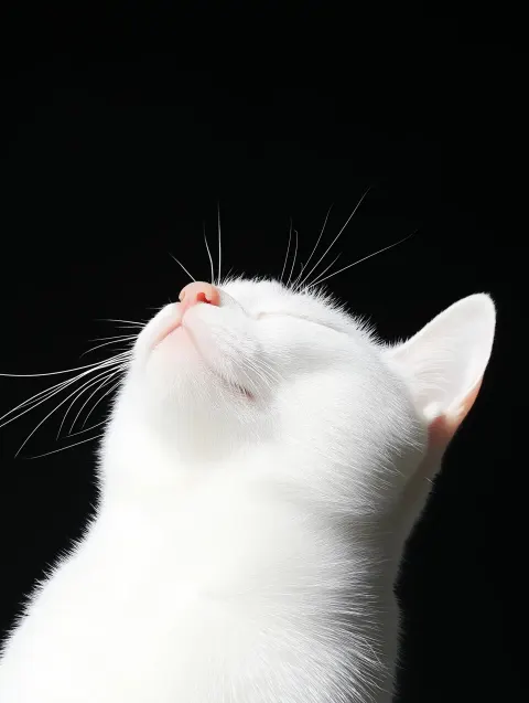 Shadowed Cat in Flash