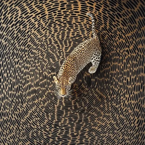 Leopard Walking on Patterns