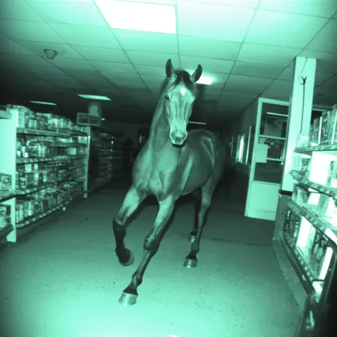 Midnight Horse Grocery Footage